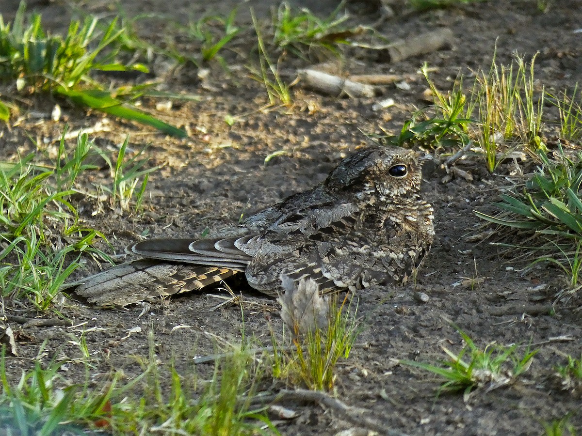 Scissor-tailed Nightjar - ML537991081