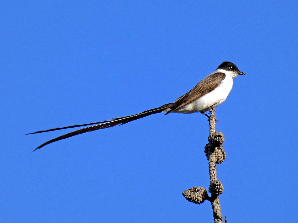 Fork-tailed Flycatcher - ML537991251