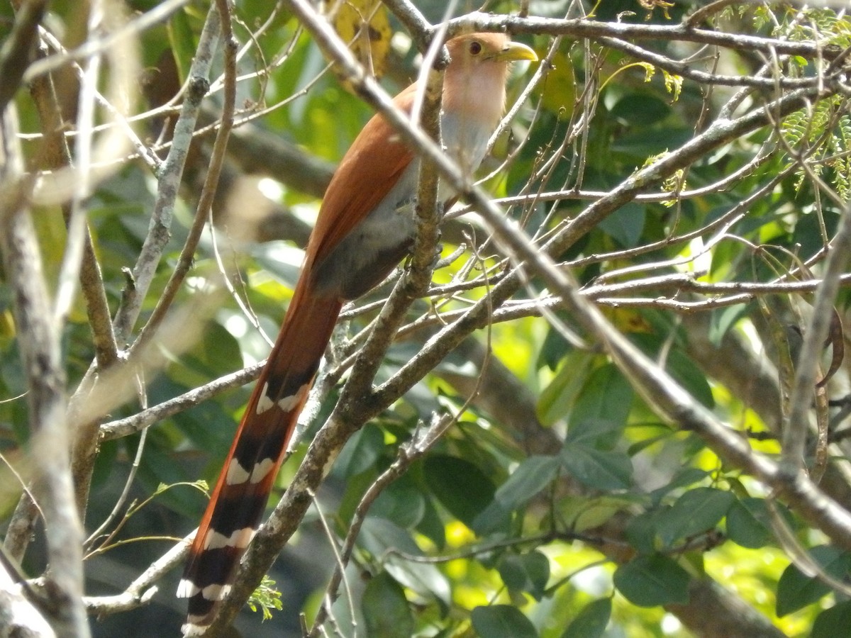 Squirrel Cuckoo - Edouard Paiva
