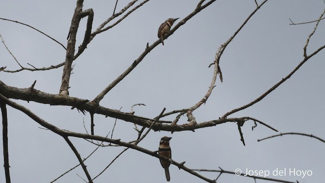 Russet-throated Puffbird - ML537991861