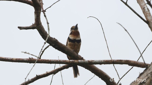 Russet-throated Puffbird - ML537991891