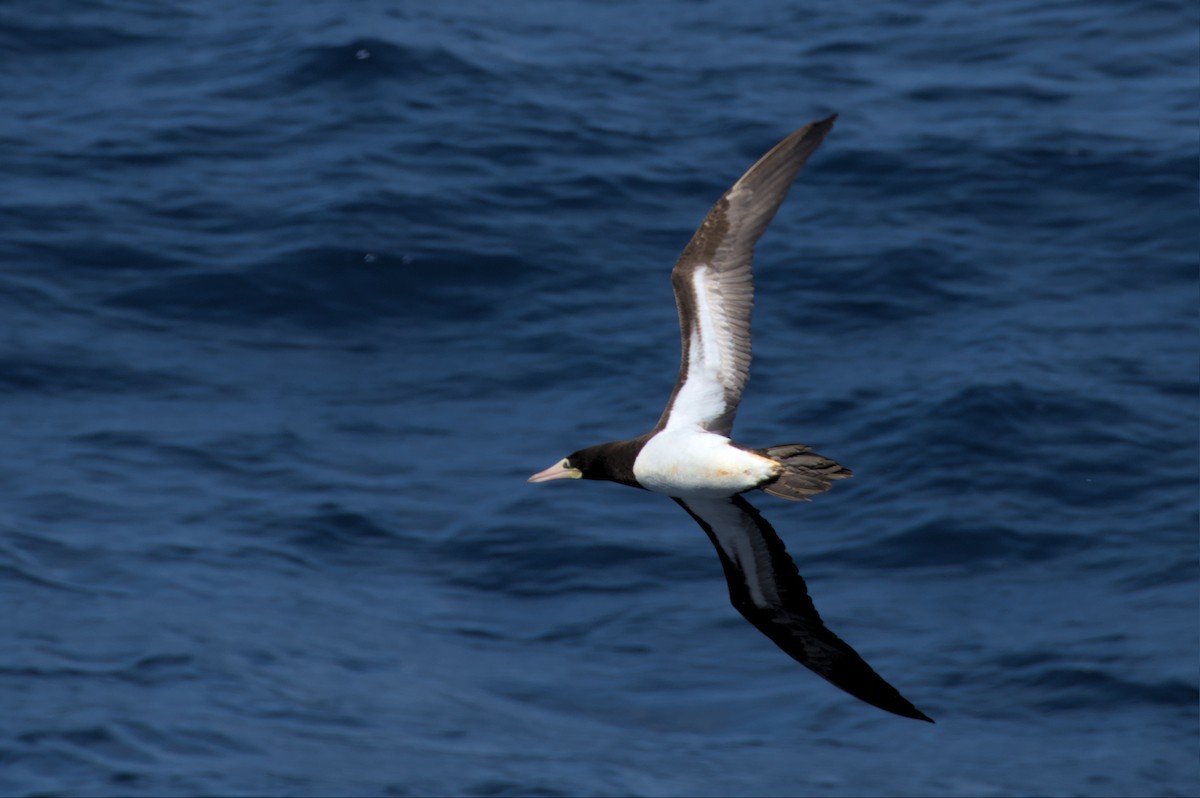 Brown Booby - ML537992071