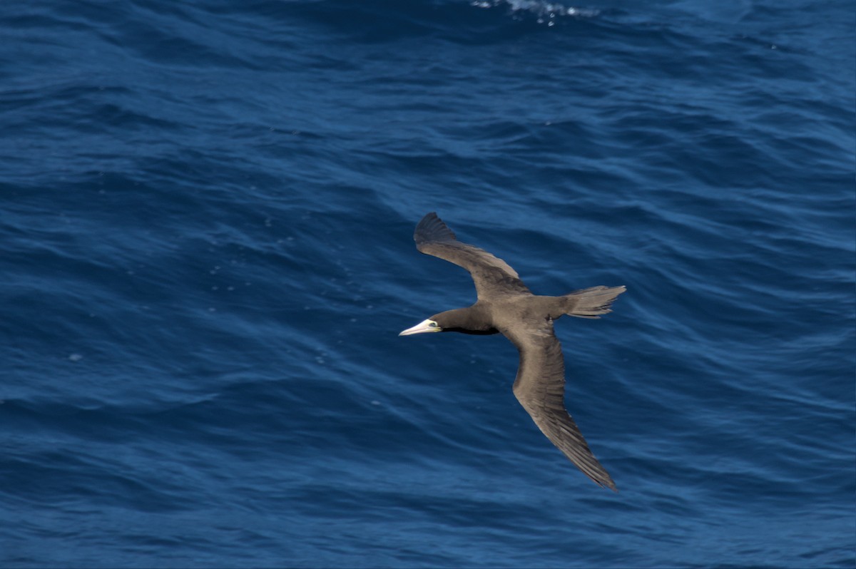 Brown Booby - ML537992081