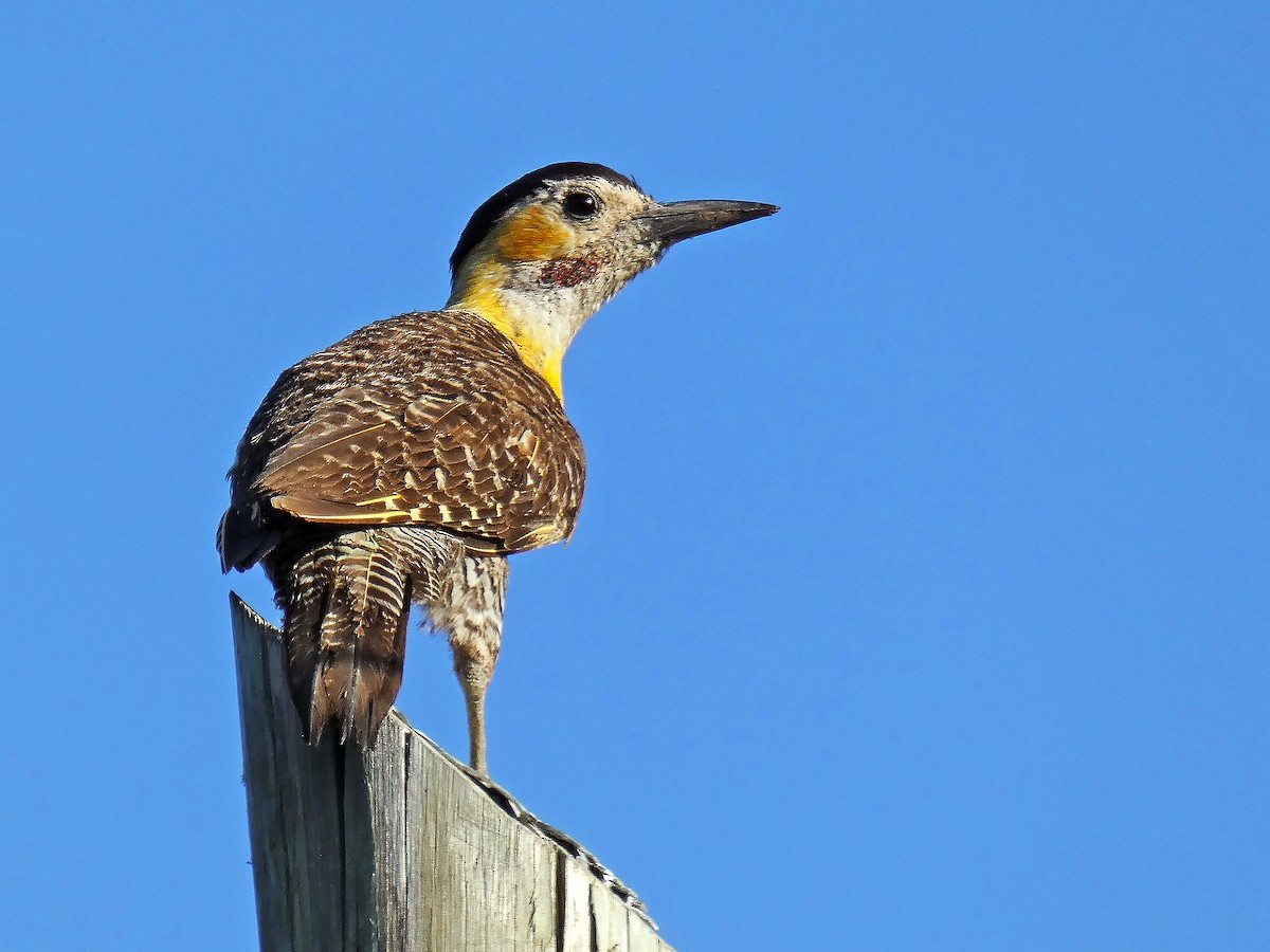 Campo Flicker - ML537992931