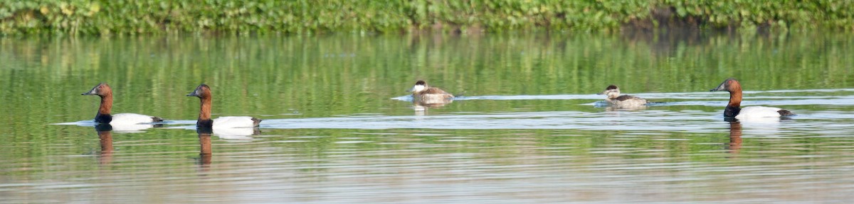 Canvasback - ML537993501