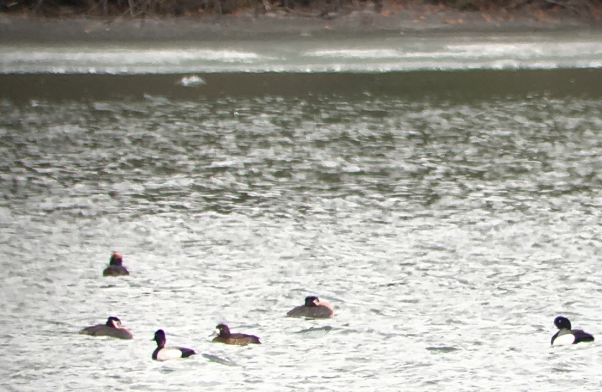 Greater Scaup - ML537993771