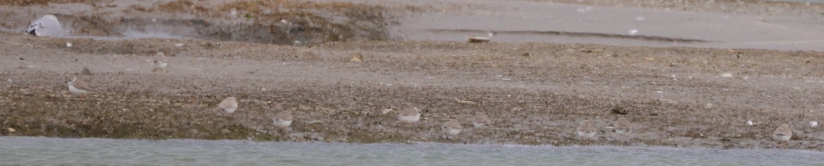 Piping Plover - ML537993821