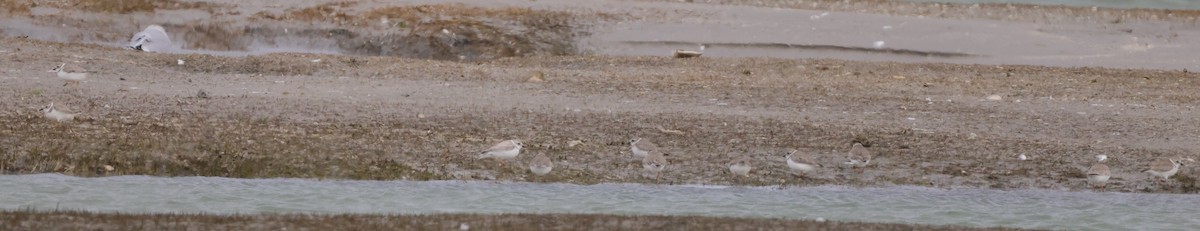 Piping Plover - ML537993971