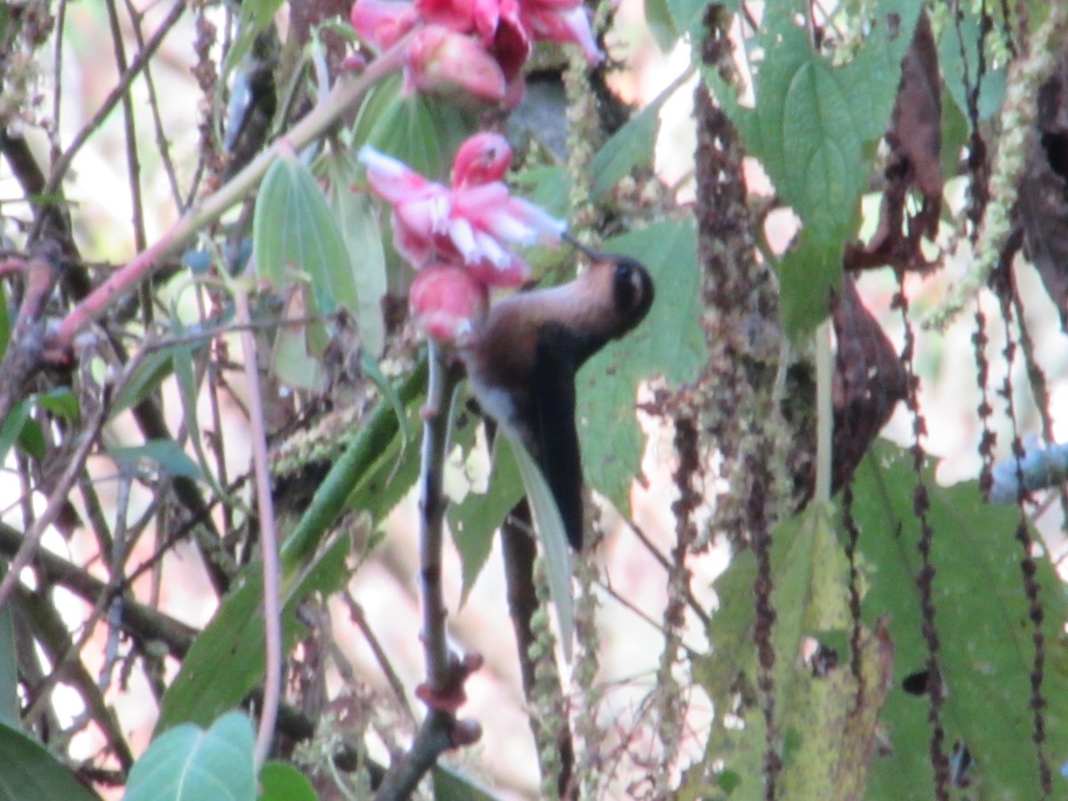 Colibrí Jaspeado - ML537993991