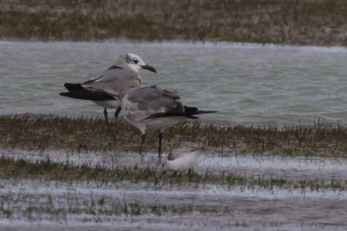 Laughing Gull - ML537994661