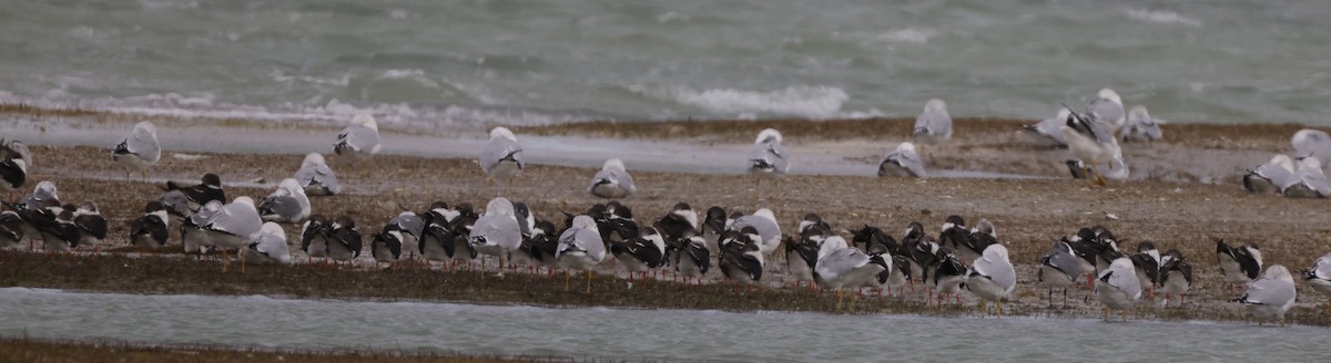 Black Skimmer - ML537995251