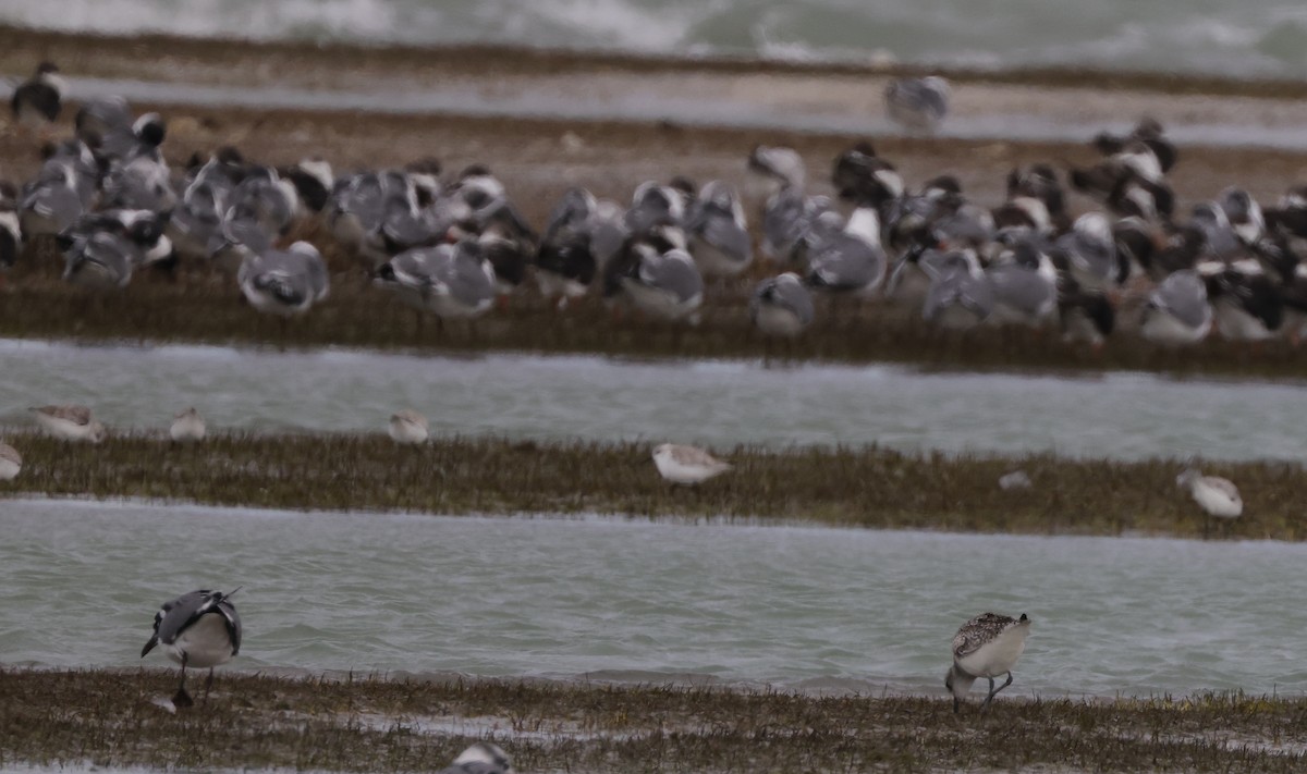 Black-bellied Plover - ML537995841