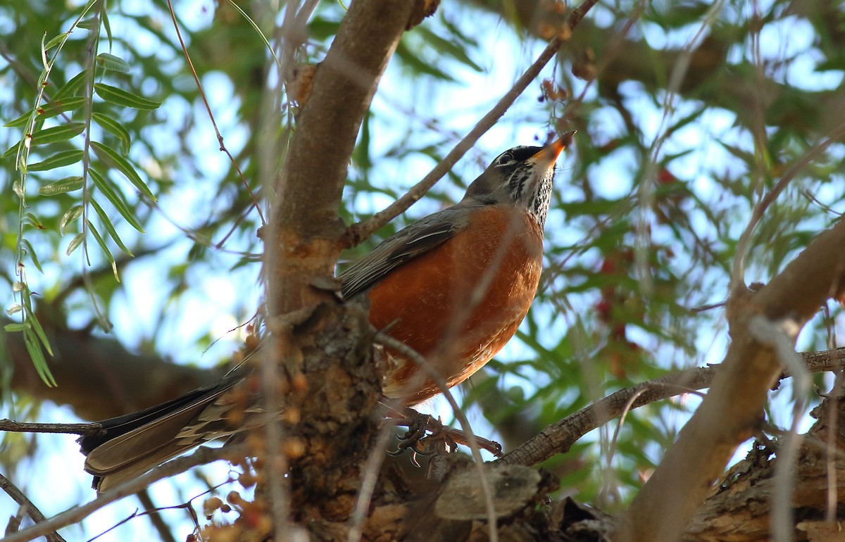 American Robin - ML537996111