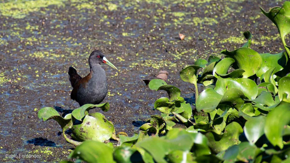 Plumbeous Rail - ML537996591