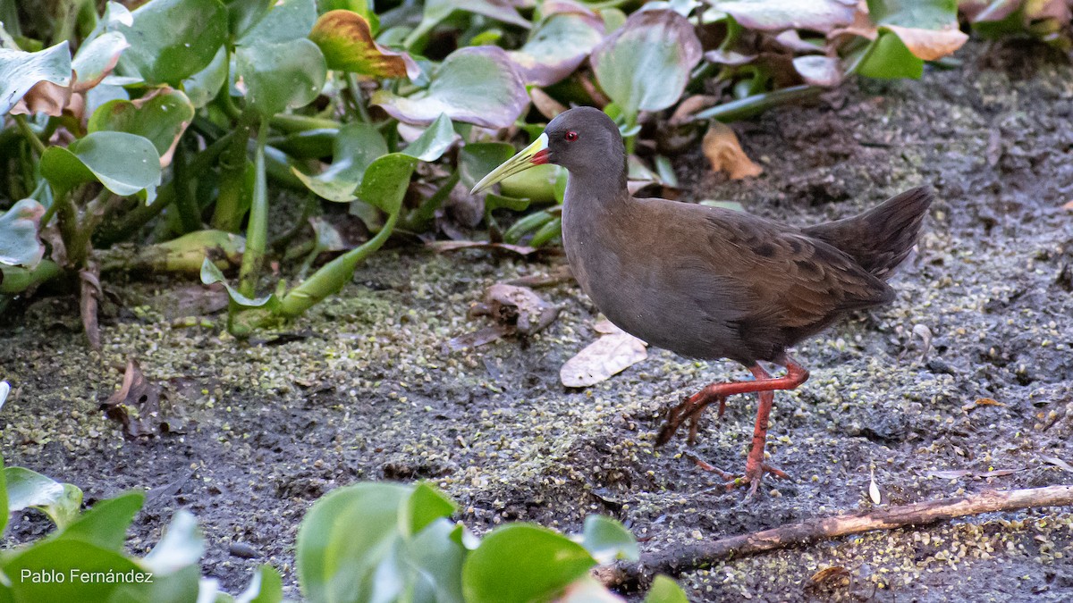 Plumbeous Rail - ML537996601