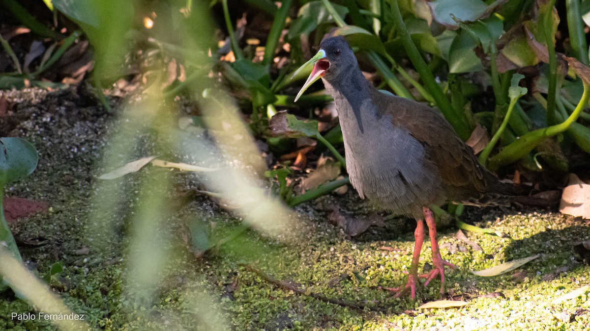 Plumbeous Rail - ML537996611