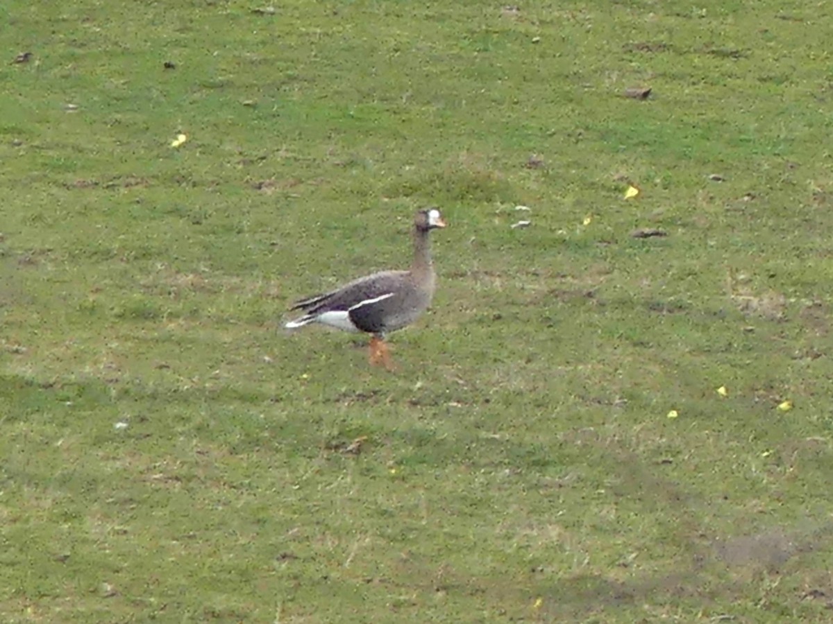 Greater White-fronted Goose - ML537997841