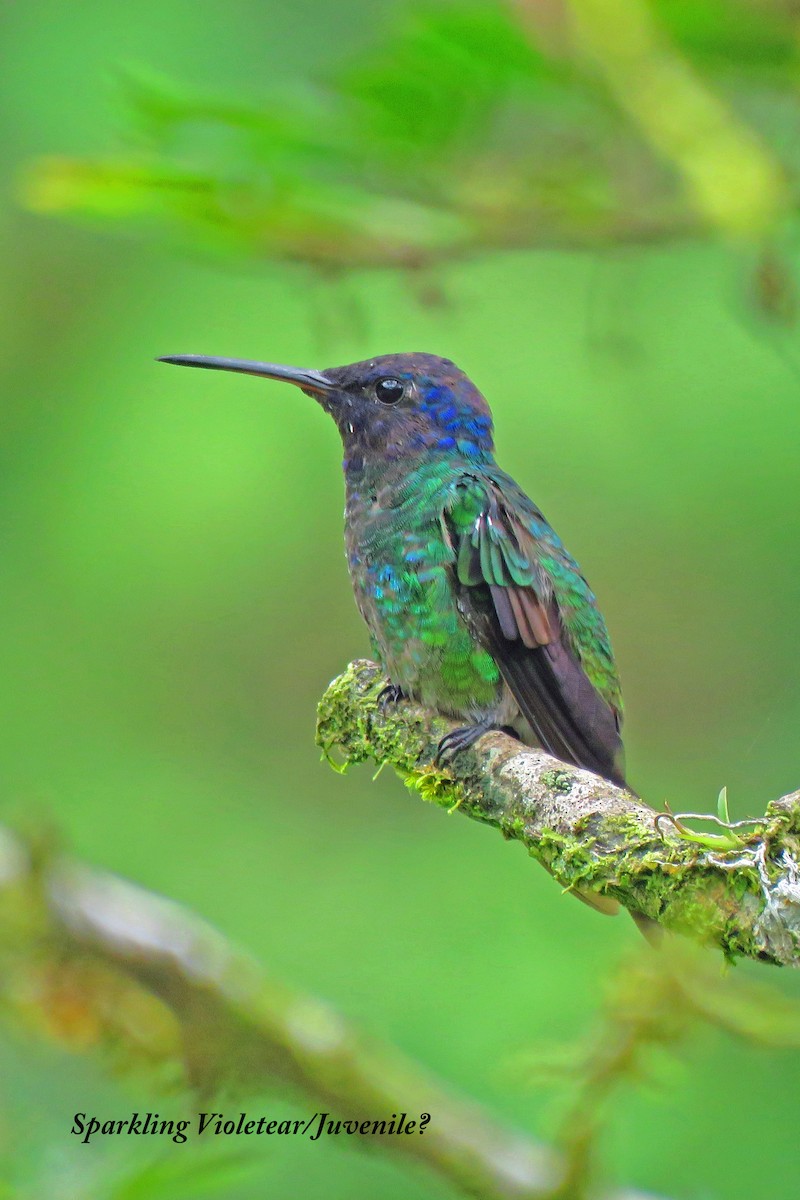 Colibrí Rutilante - ML537997921