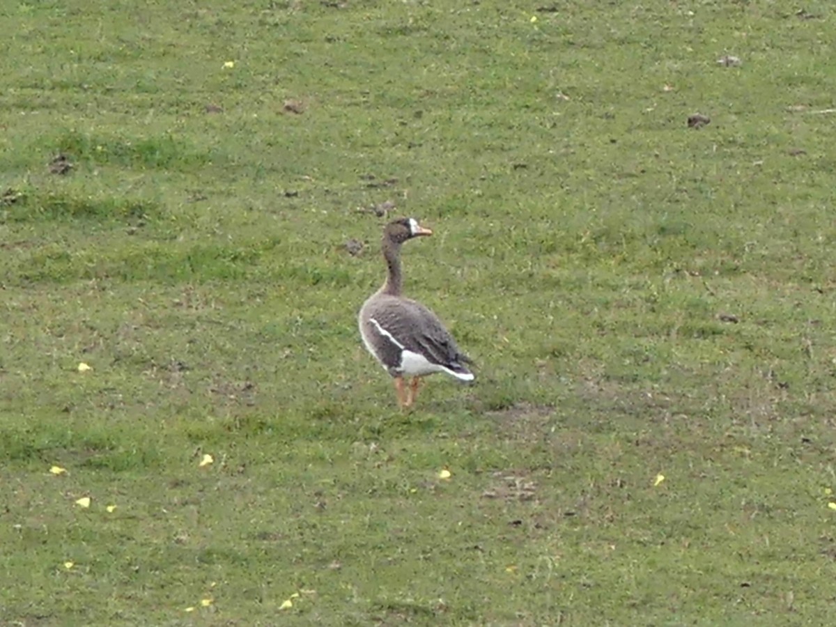 Greater White-fronted Goose - ML537997961
