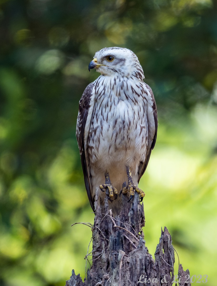 Gray-faced Buzzard - Lisa & Li Li