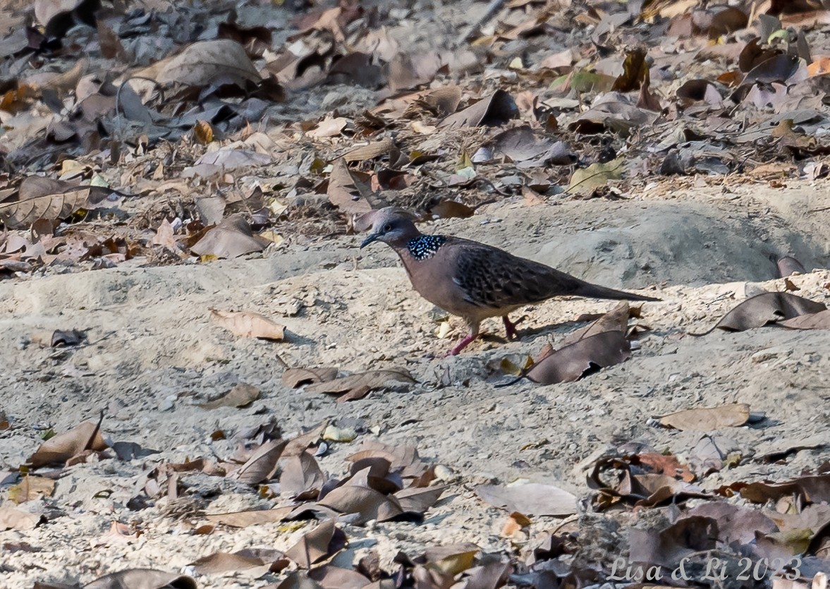 Spotted Dove - Lisa & Li Li