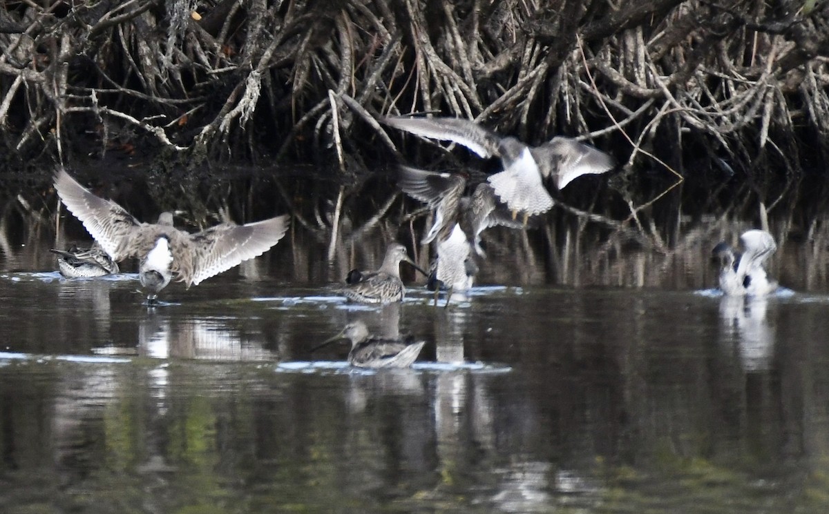 Short-billed Dowitcher - ML537999371