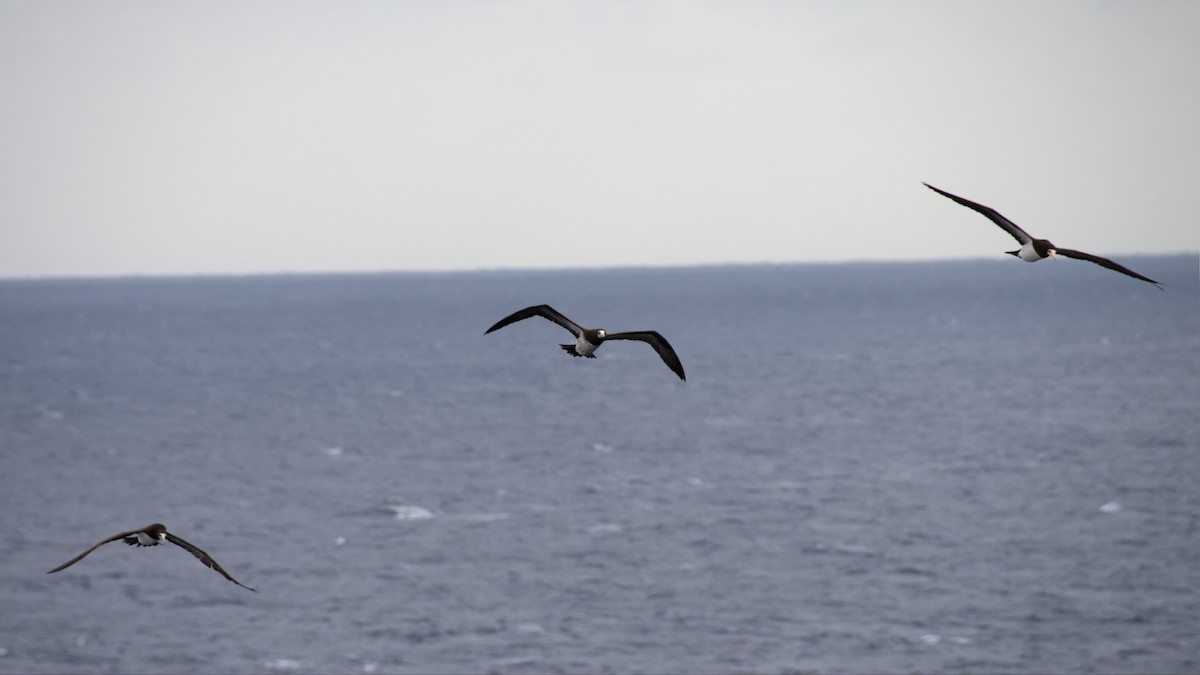 Brown Booby - ML538000491