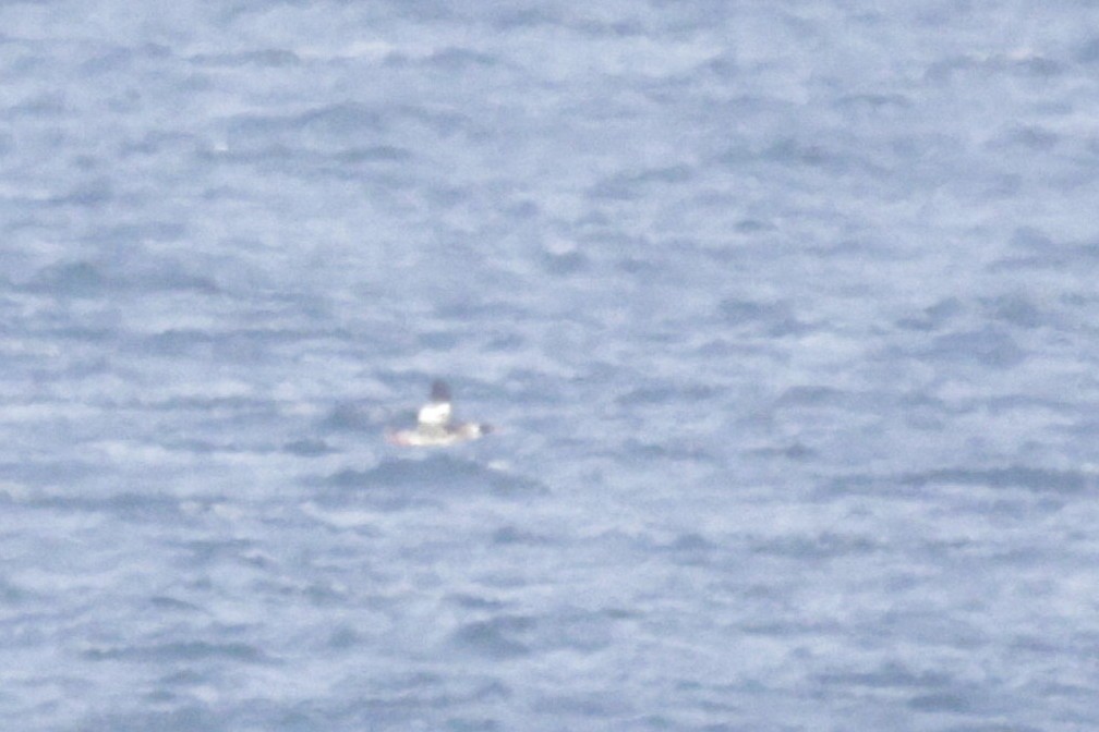 Red-breasted Merganser - ML538000581