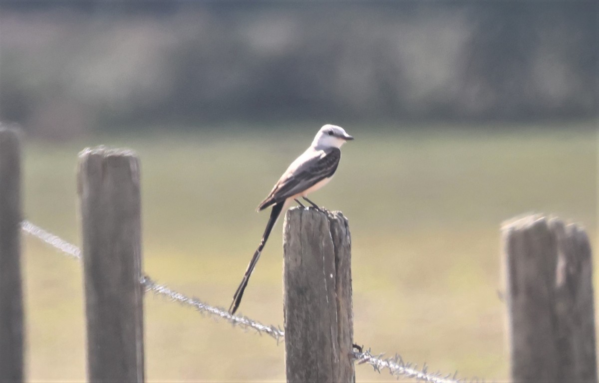 Scissor-tailed Flycatcher - ML538000661