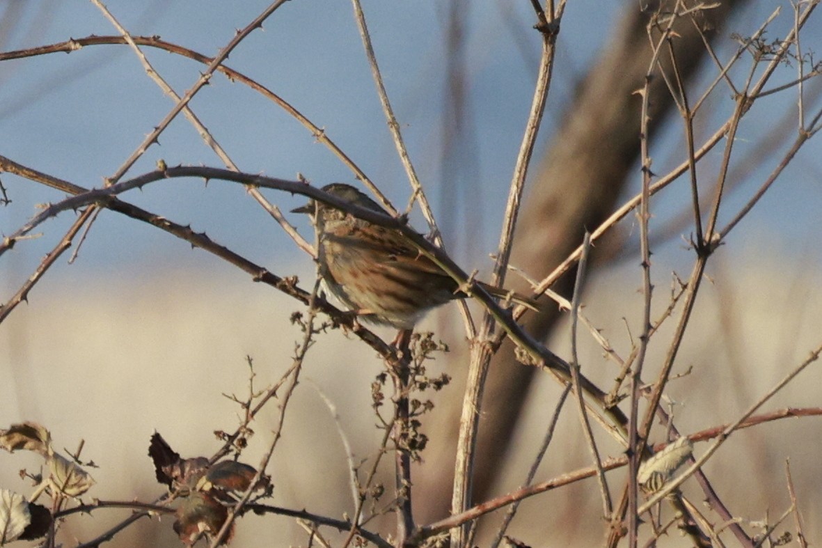 Dunnock - ML538000831