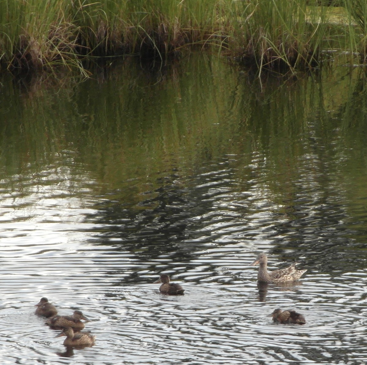 Northern Shoveler - ML538000891