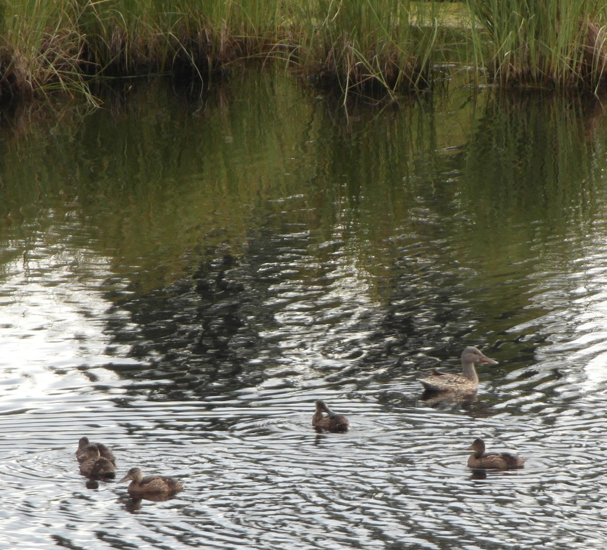 Northern Shoveler - ML538000901