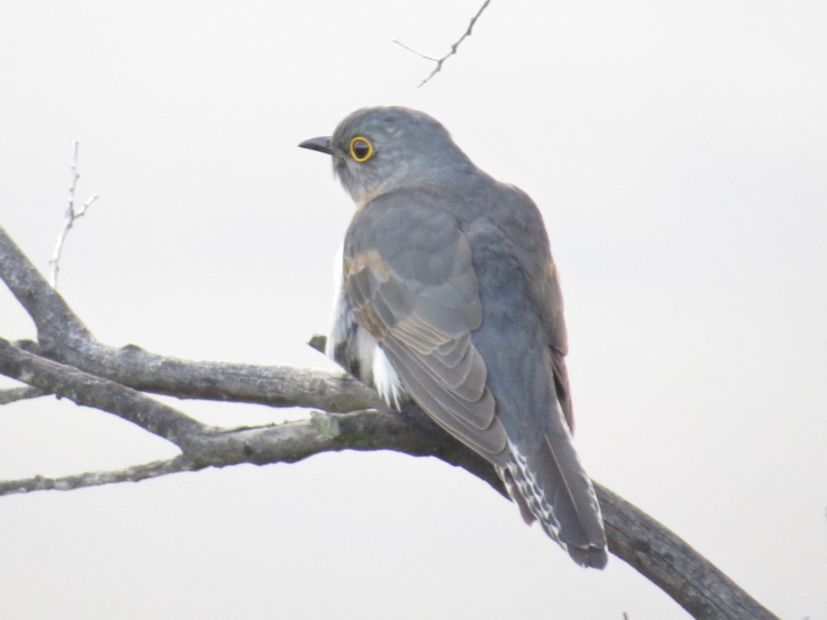 Fan-tailed Cuckoo - ML538001441