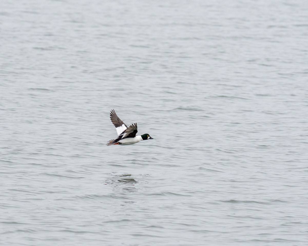 Common Goldeneye - ML538003521