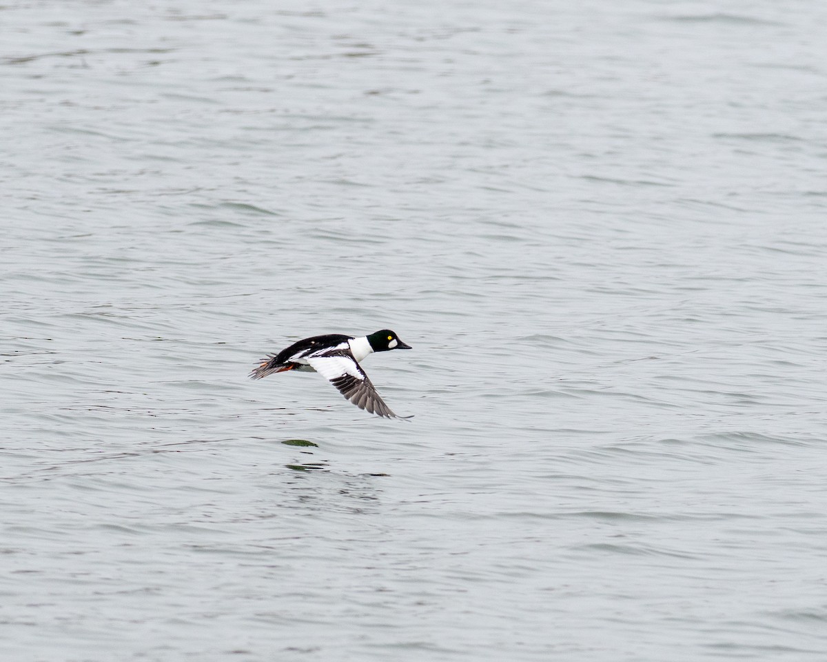 Common Goldeneye - ML538003531