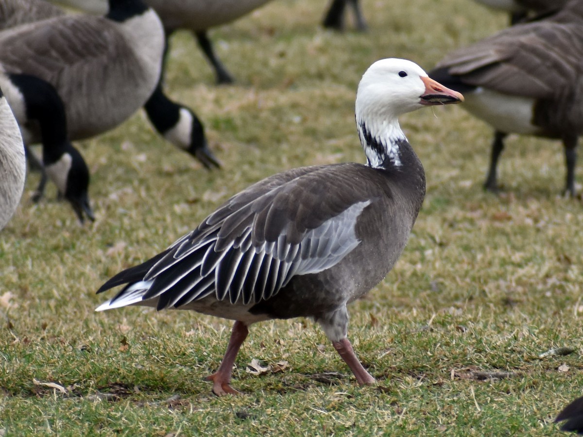 Snow Goose - Travis Dale