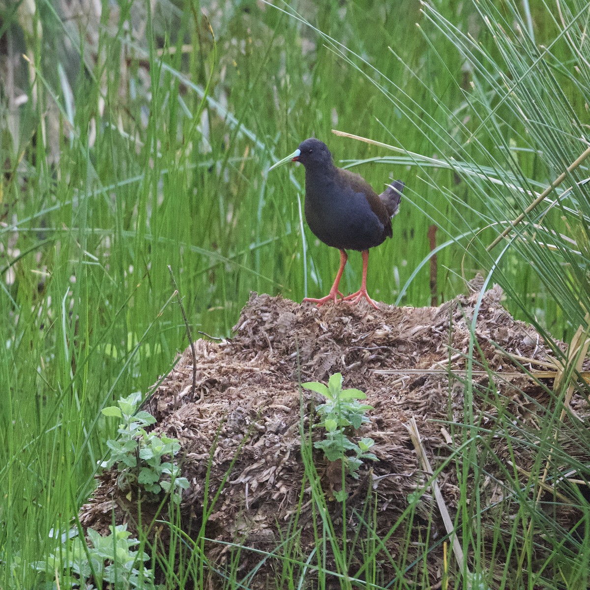 Plumbeous Rail - Diane Nastase