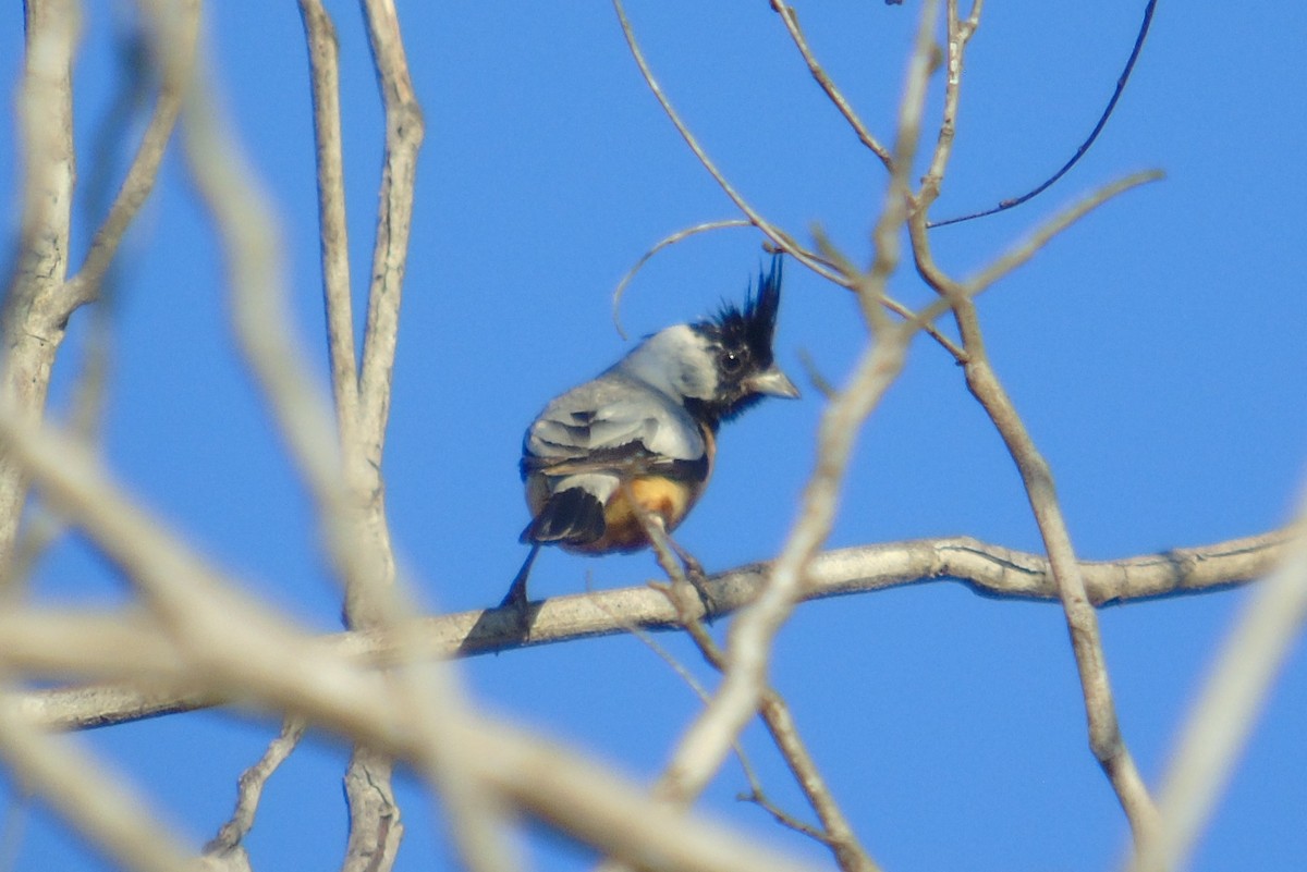 Coal-crested Finch - ML538005671