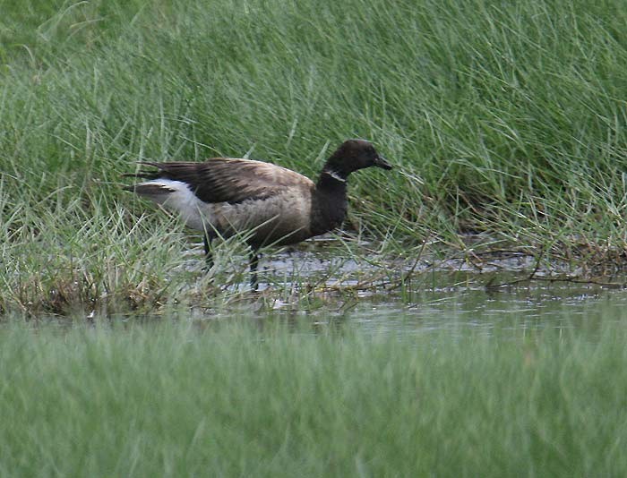 Brant - ML538006461