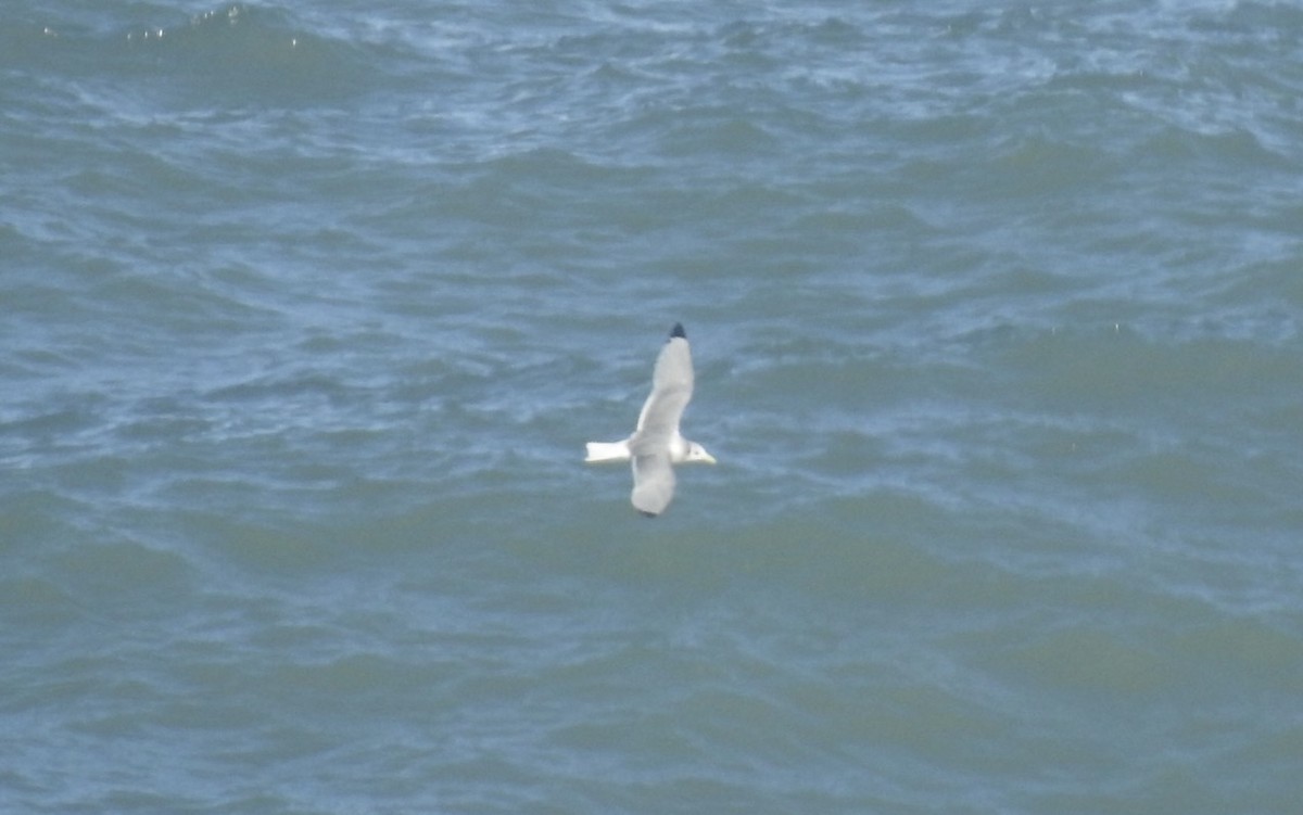 Black-legged Kittiwake - ML538006521