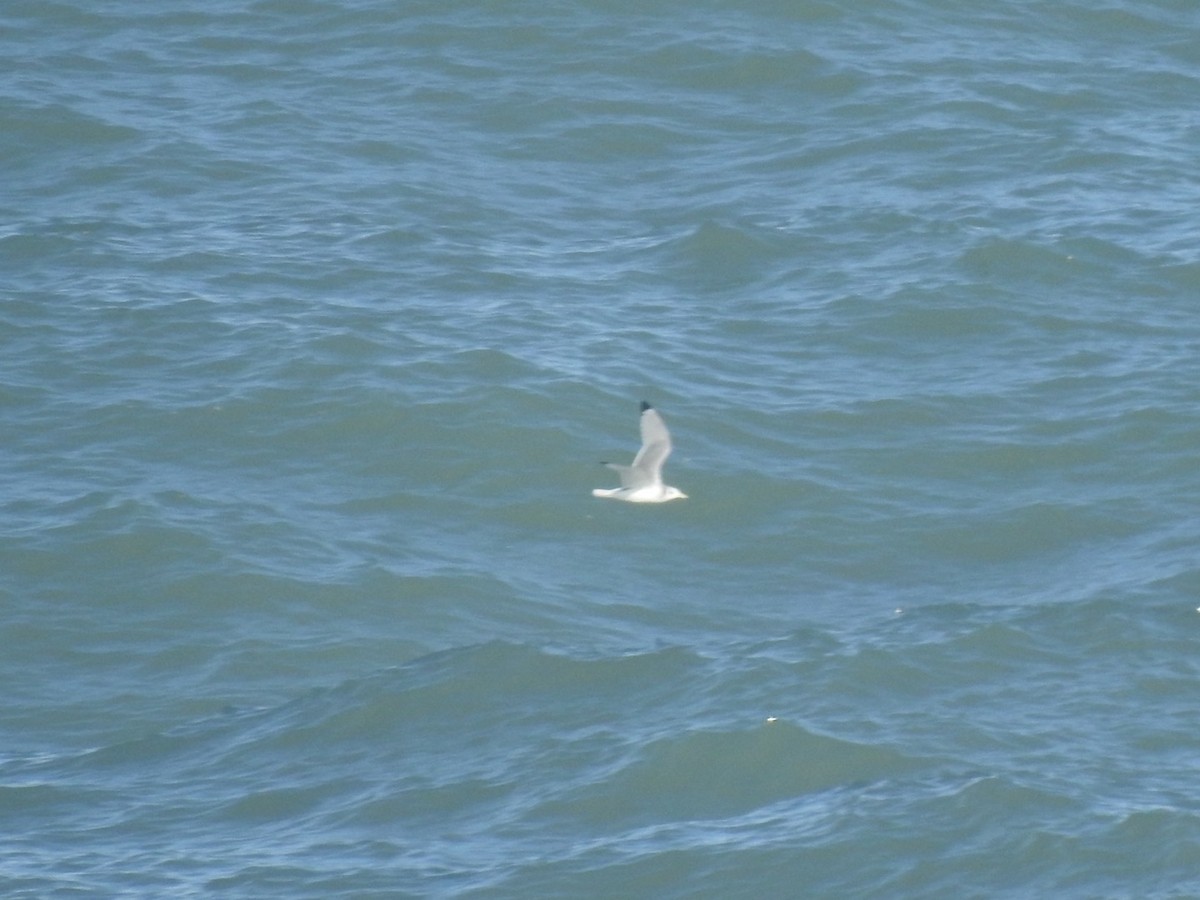 Black-legged Kittiwake - ML538006531