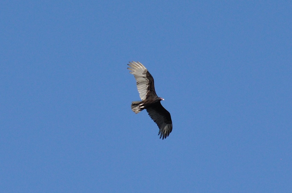 Turkey Vulture - Karina Machín