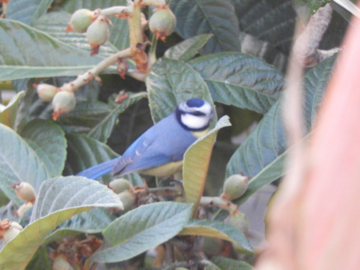 Mésange nord-africaine - ML538007321