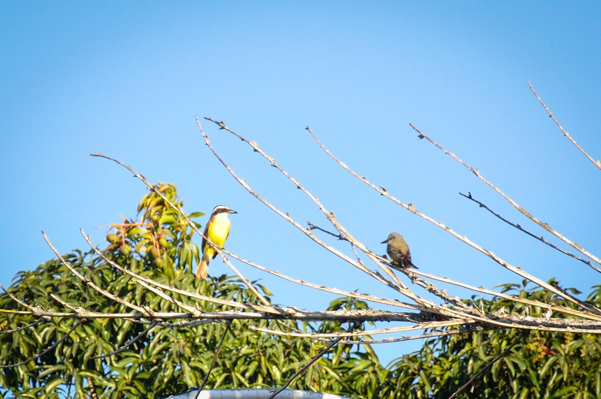 Tropical Kingbird - Karina Machín