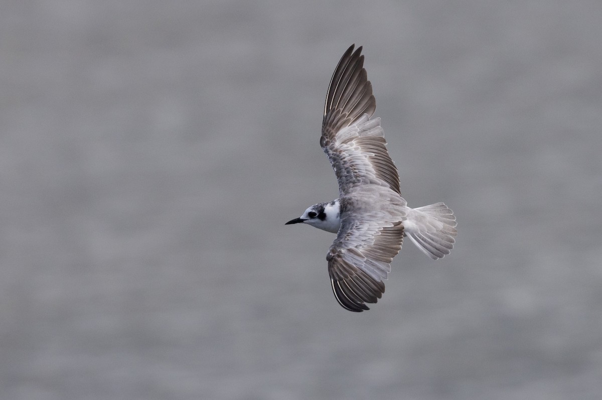 White-winged Tern - Tom Johnson