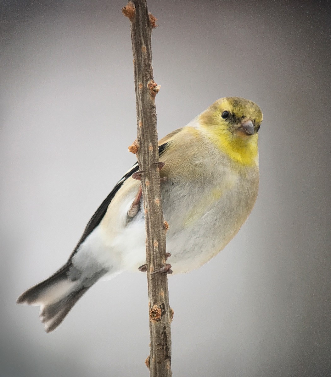 American Goldfinch - ML538008321