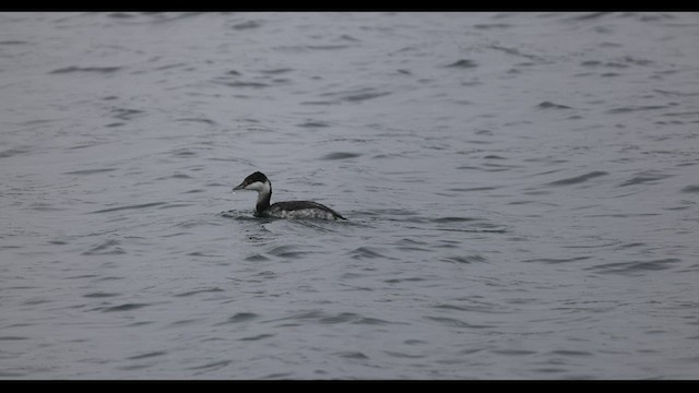 Horned Grebe - ML538008441