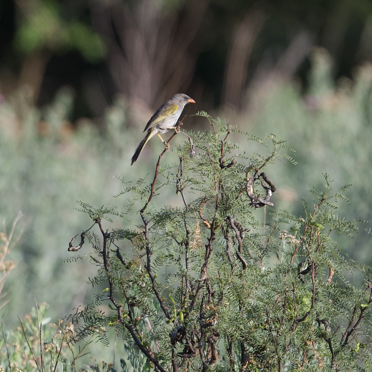 Great Pampa-Finch - ML538010121