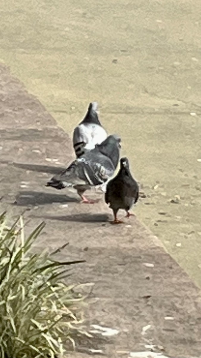 Rock Pigeon (Feral Pigeon) - ML538013421