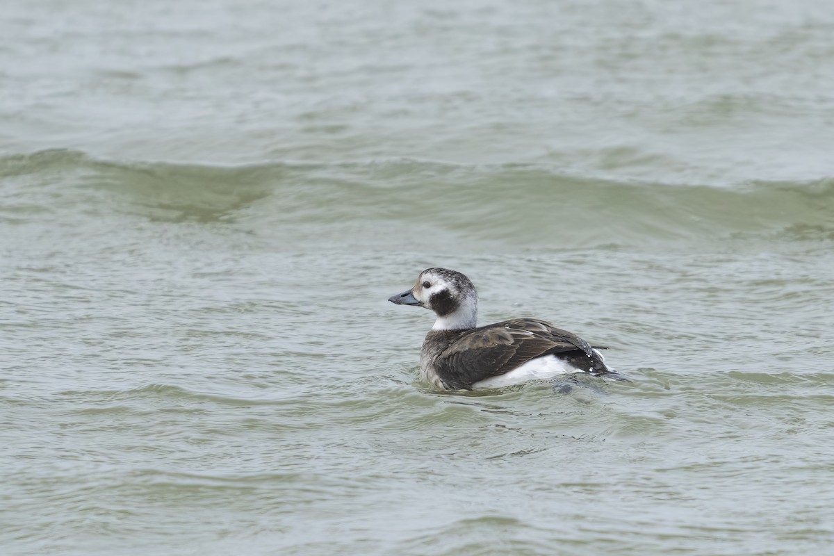 Long-tailed Duck - ML538013521